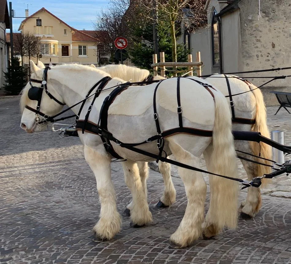 Chevaux boulonnais à la robe blanche