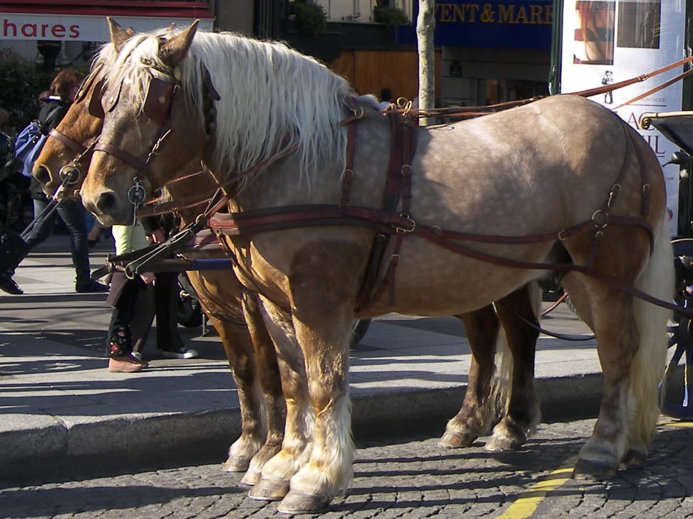 Chevaux comtois