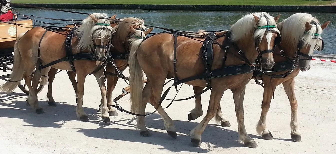 Chevaux haflingers alezans aux crins lavés