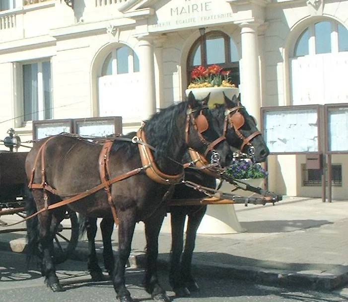 Chevaux mérens noirs