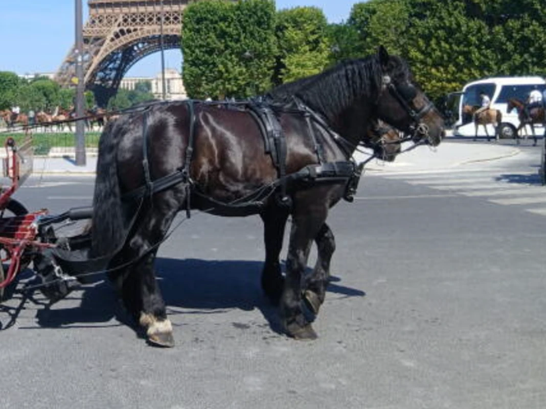 Percherons à la robe noire
