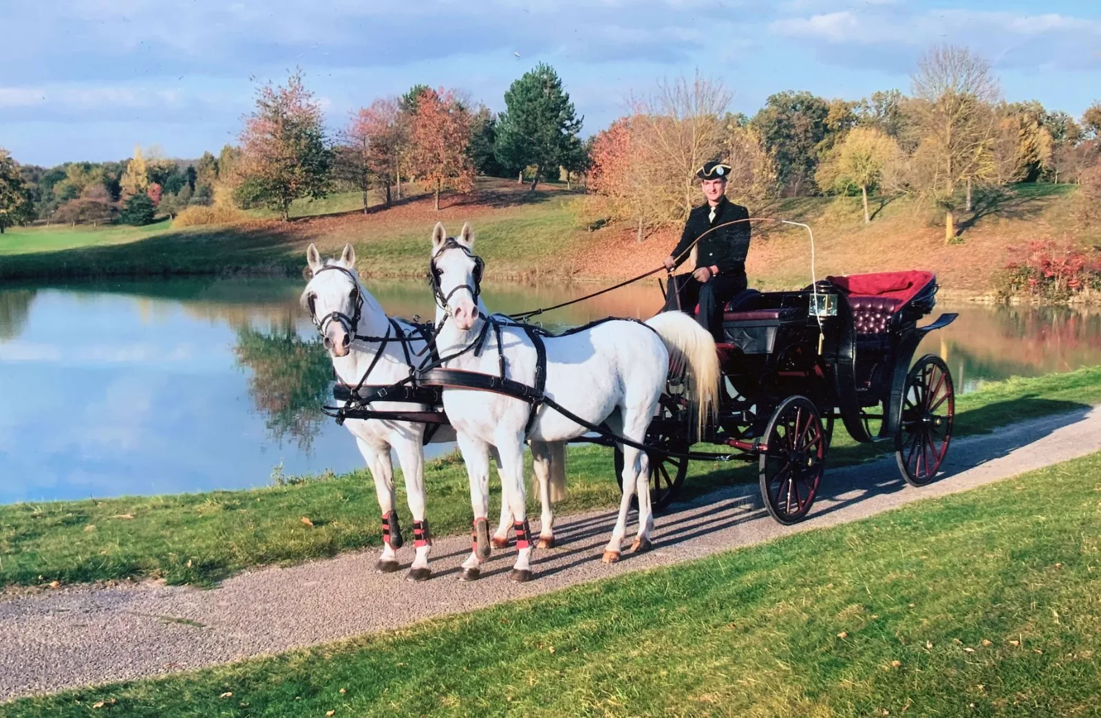 Attelage de deux chevaux blancs et calèche au bord d'un étang en automne