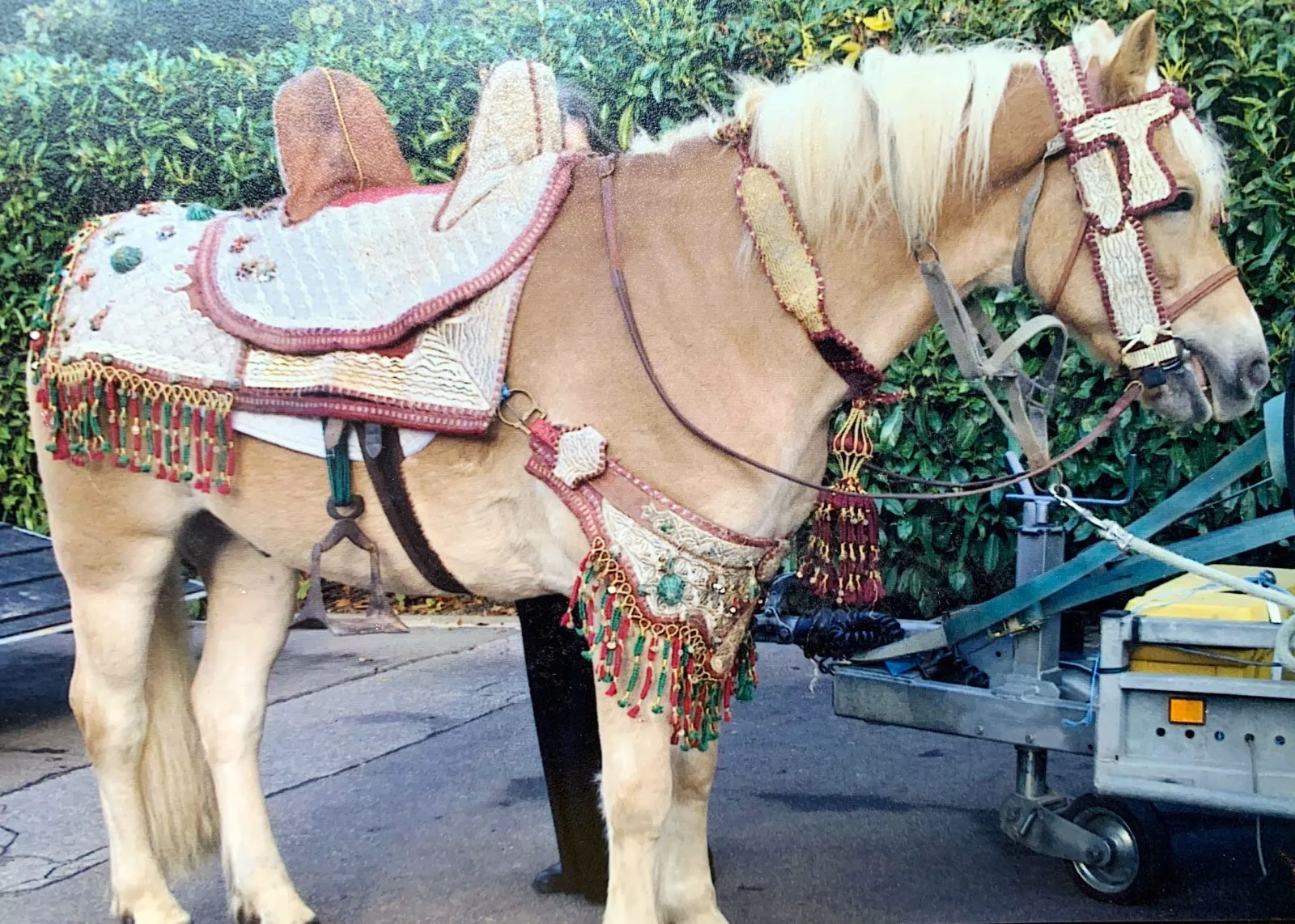 Mariée en robe blanche sur un cheval harnaché d'une selle de fantasia, cocher costumé à ses côtés — mariage de tradition orientale