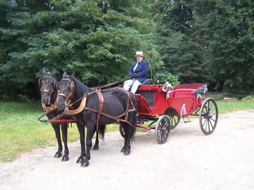 Calèche ancienne à capote attelée de chevaux Mérens