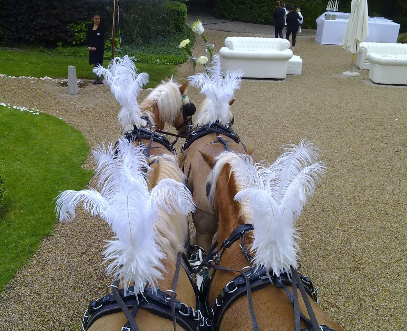 Chevaux d'attelage coiffés de plumets en plumes d'autruche pour un mariage